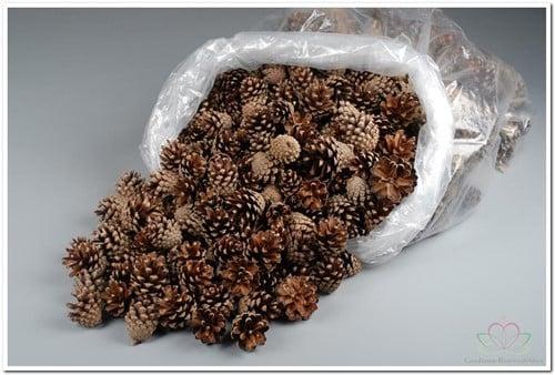 Dennenappel Silvester Raap ca. 5 kg, Hobby en Vrije tijd, Knutselen, Nieuw