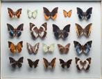 Charaxes vlindercollectie #1 - Entomologie - Taxidermie -, Verzamelen, Dierenverzamelingen, Nieuw