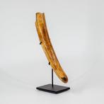Wolharige mammoet - Gefossiliseerde slagtand - Mammuthus, Verzamelen