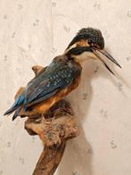 Martin-pêcheur Support de corps entier pour taxidermie -