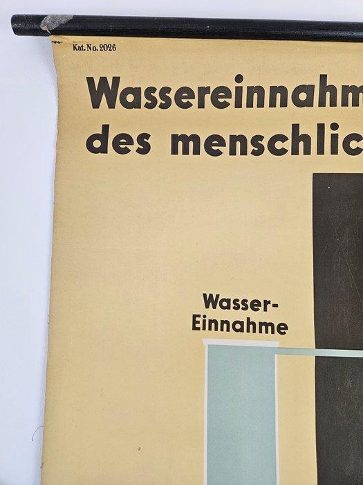 Vintage anatomische schoolkaart – “Wassereinnahme und, Antiek en Kunst, Antiek | Wandborden en Tegels