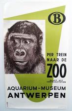 Studio Peso - Ontmoet gorilla Gust in de ZOO van Antwerpen -