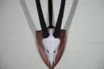 steenbok Crâne - oryx - 34 cm - 125 cm - 38 cm- non-CITES, Verzamelen, Dierenverzamelingen, Nieuw