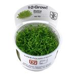 Tropica Elatine hydropiper 1-2-grow! (Advanced), Nieuw, Verzenden