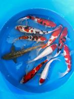 Hirasawa Marusei 29-34cm (Japanse Koi), Ophalen of Verzenden