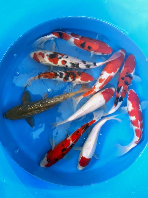 Hirasawa Marusei 29-34cm (Japanse Koi), Jardin & Terrasse, Étangs, Enlèvement ou Envoi