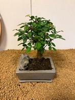 Japanese iep bonsai (Zelkova) - Hoogte (boom): 19 cm -, Antiek en Kunst