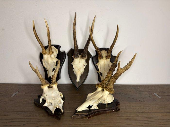 Reebok Schedel van een zoogdier - Capreolus capreolus - 20, Antiek en Kunst, Curiosa en Brocante