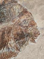 Matrice fossile - Paleobalistum Goedeli con un pezzo di, Collections