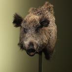 Wild zwijn Taxidermie volledige montage - Sus scrofa - 62 cm, Collections, Collections Animaux