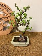 Jade bonsai (Crassula/Portulacaria) - Hauteur (arbre) : 29