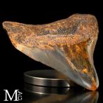 Fossiele Megalodon-tand – Miocene – Pliocene (ongeveer 23 –