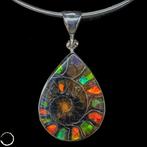 Zeer zeldzaam ammoniet & ammolit - fossiel fragment 925