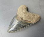 Megalodon - Fossiele tand - 16 cm - 11 cm