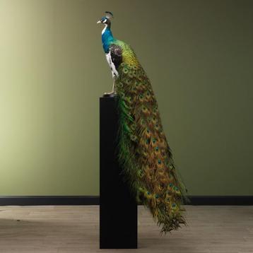 Bonte Pauw Taxidermie Opgezette Dieren By Max beschikbaar voor biedingen