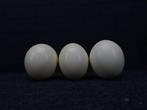 Ostrich Eggs - Taxidermie wandmontage - Struthio camelus -