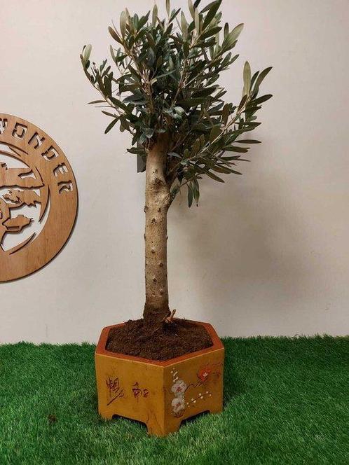 Olijf bonsai (Olea europaea) - Hoogte (boom): 60 cm - Diepte, Antiek en Kunst, Curiosa en Brocante