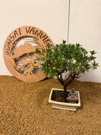 Azalea bonsai (Rhododendron) - Hoogte (boom): 28 cm - Diepte