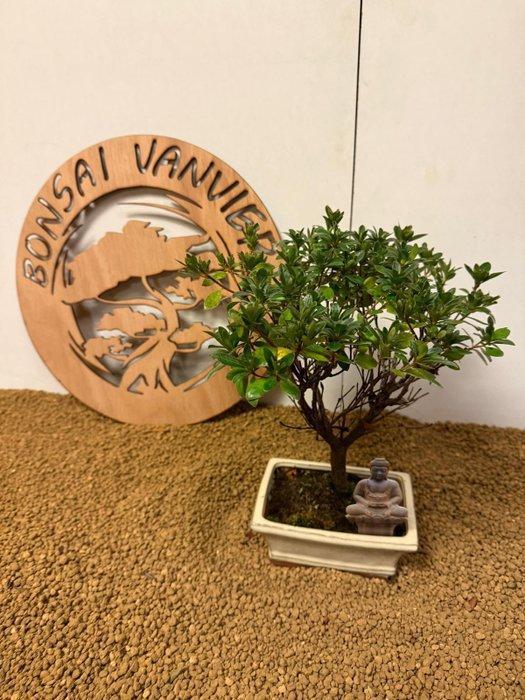 Azalea bonsai (Rhododendron) - Hoogte (boom): 28 cm - Diepte, Antiek en Kunst, Curiosa en Brocante