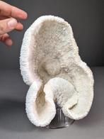 Prachtig komkoraal (ALLEEN EU-bieders) Koraal - Halomitra, Nieuw