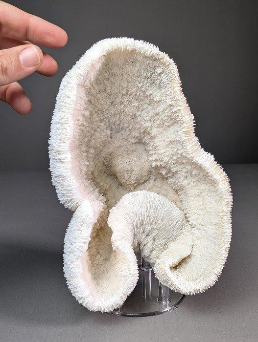 Prachtig komkoraal (ALLEEN EU-bieders) Koraal - Halomitra, Collections, Collections Animaux