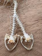 Serpent Support de corps entier pour taxidermie -, Antiek en Kunst