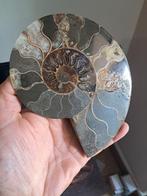Ammonite - Animal fossilisé - Aioloceras (Cleoniceras) sp. -