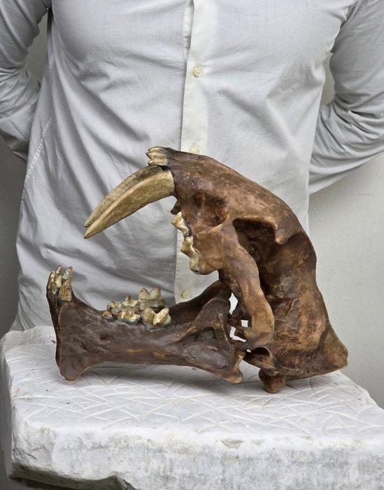 Hoplophoneus Schedel – REPLICA - Fossiele schedel - 26 cm -, Verzamelen, Mineralen en Fossielen