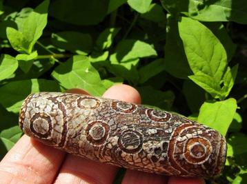 Genuine Dragon Skin DZI 21 Eyes - Blessed by Monk + 2