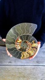 Nautilus - Fossiel skelet - Ammonite Cleoniceras - 2,6 kg -