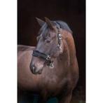 Licol noir rembouré poney, Animaux & Accessoires, Chevaux & Poneys | Autres trucs de cheval