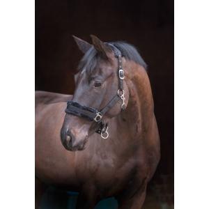 Licol noir rembouré poney, Dieren en Toebehoren, Paarden en Pony's | Overige Paardenspullen
