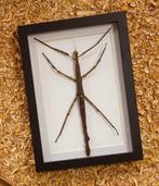 Wandelende tak Taxidermie volledige montage - Phasmatidae -