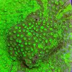 Cyphastrea Ultra Green Grafted Frag (Ong. 2-3 cm), Animaux & Accessoires, Poissons | Poissons d'aquarium