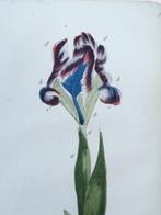 Jean-Jacques Rousseau - Recueil de plantes coloriées [44, Antiek en Kunst