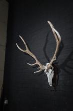 Grand Trophée de Cerf Rouge Crâne - Cervus elaphus - 60 cm -, Verzamelen, Dierenverzamelingen, Nieuw