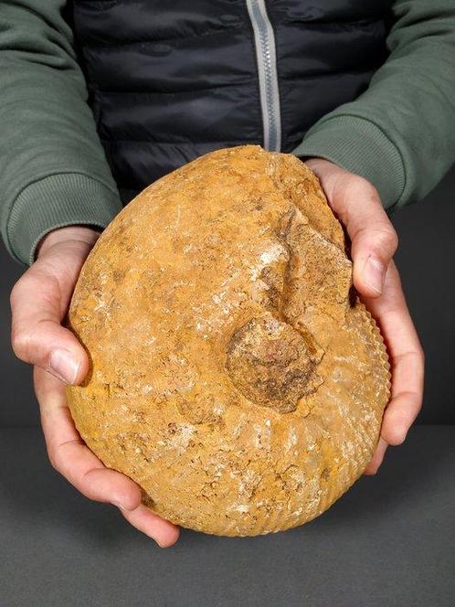 Mooi en grote ammoniet - Gefossiliseerde schelp -, Verzamelen, Mineralen en Fossielen