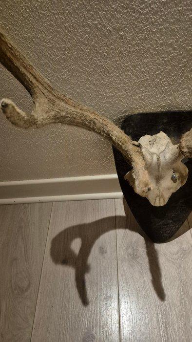 Cerf elaphe - zeer zeldzame trofee met gewei in velours - 10, Collections, Collections Animaux