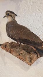 Kibitz Taxidermie volledige montage - Vanellus vanellus -, Verzamelen, Dierenverzamelingen, Nieuw