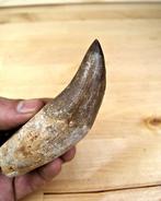 Baleine - Défense fossilisée - Basilosaurus - 11.4 cm