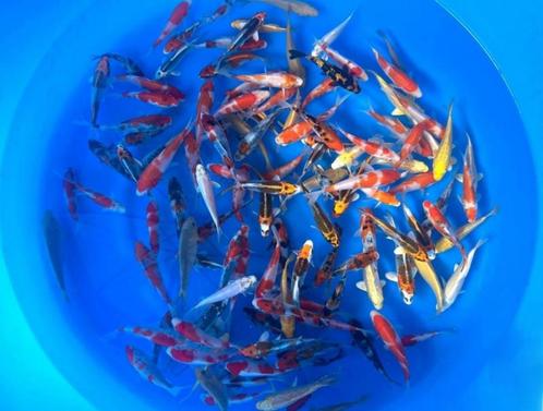Suda 12-14cm  tosai mix (Japanse Koi), Tuin en Terras, Vijvers, Nieuw, Ophalen of Verzenden