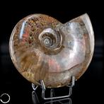 Ammolite-ammonite naturel – Fossile chatoyant avec un jeu de