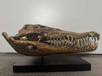 Zoutwaterkrokodil Schedel op een standaard - Crocodylus, Antiek en Kunst
