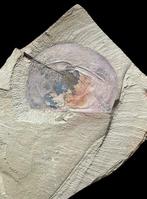 Uitverkochte Cambrische paleontologische fossielen -, Collections, Minéraux & Fossiles