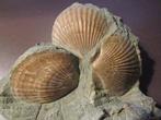 Conque - Coquillage fossilisé - 5.5 cm - 15 cm