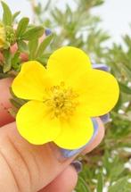 potentilla fruticosa en bonsaï dans un bonsaïschale -