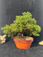 Jeneverbes bonsai (Juniperus) - Hoogte (boom): 25 cm -, Antiek en Kunst, Kunst | Schilderijen | Klassiek