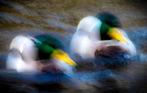 Per-Olof Stoltz - Shaking ducks