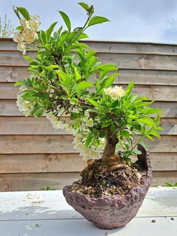 Malus bonsai (Malus sargentii) - Hoogte (boom): 30 cm -