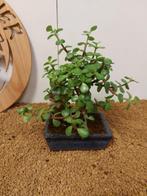 Jade bonsai (Crassula/Portulacaria) - Hauteur (arbre) : 23